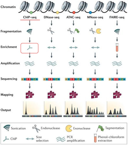 CHIP-Seq
